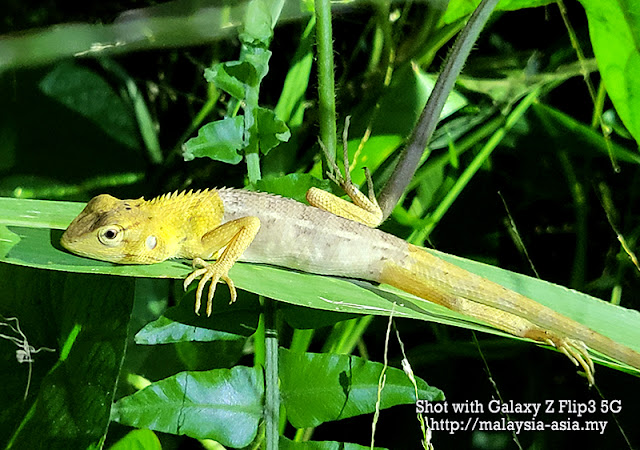 Malaysia Reptile Photography