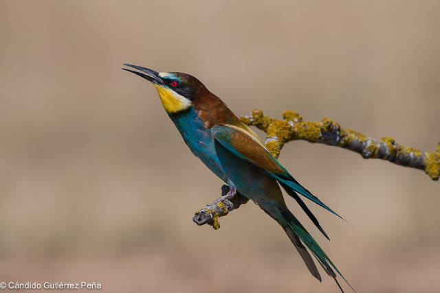 ABEJARUCO EUROPEO - Merops Apiaster