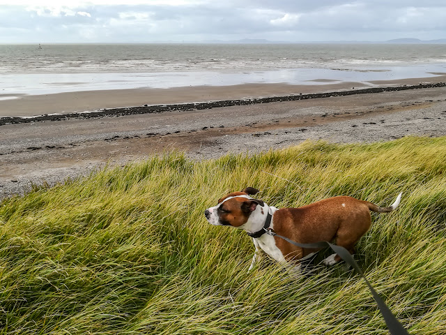 Photo of Ruby on the shore at Maryport