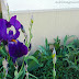 Irises and...