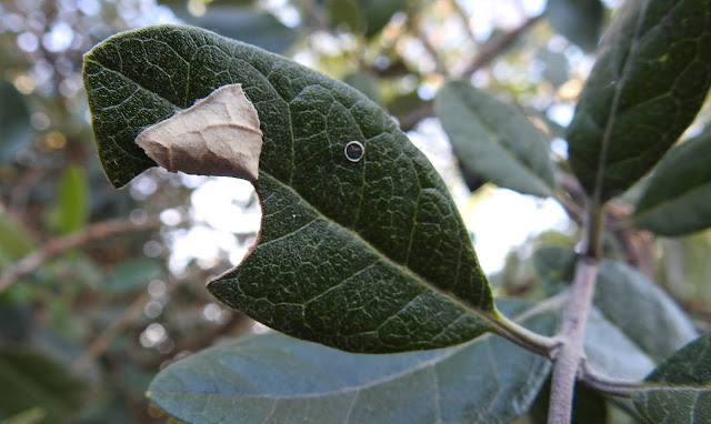 Capullo realizado por la larva recién emergida del huevo - Chacra Educativa Santa Lucía