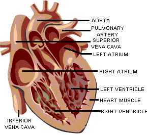 Ventricles of the Heart