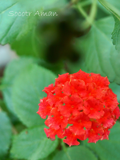 Lantana camara