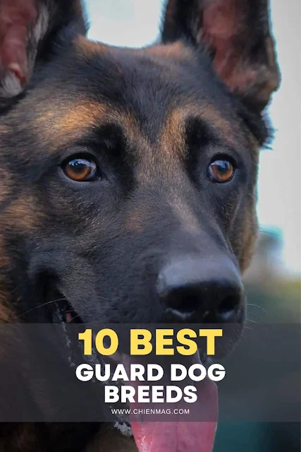 Belgian Malinois Guard Dog Breed