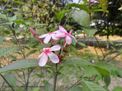 Shrub vinca - Kopsia fruticosa