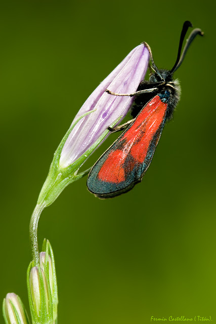 Zygaena