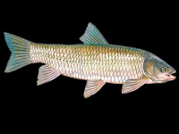 Grass Carp Fish Pictures