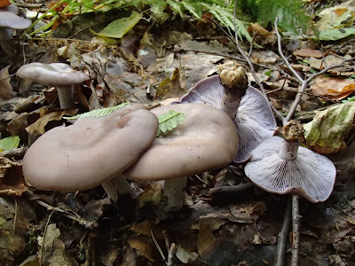 grzyby 2016, grzyby w październiku, grzyby w okolicy Krakowa, szmaciak gałęzisty siedzuń sosnowy Sparassis crispa, podgrzybek brunatny Boletus badius, Pieprzniki trąbkowe Cantharellus tubaeformis, Chlorophyllum rachodes czubajka czerwieniejąca, grzybówka Mycena, gąsówka fioletowawa, gąsówka naga Lepista nuda, Łysiczka ceglasta [maślanka ceglasta] - Hypholoma sublateritium, 