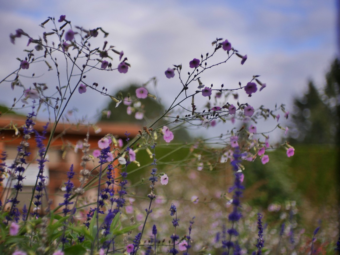 Herbstblumen