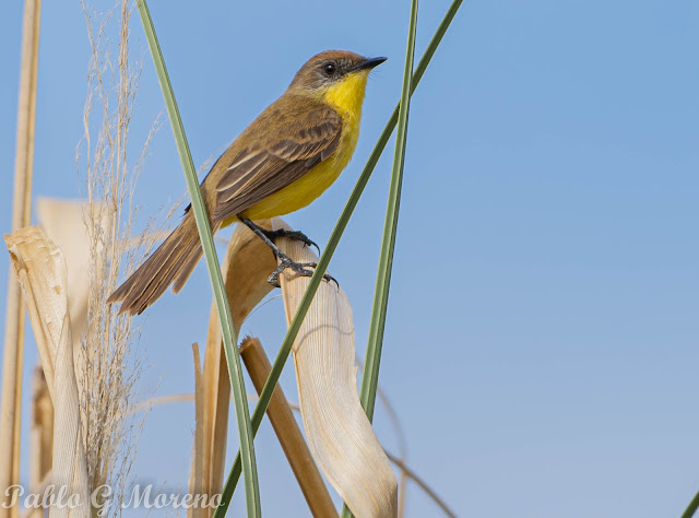 alt="doradito limón,Pseudocolopterix citreola,aves de mendoza"