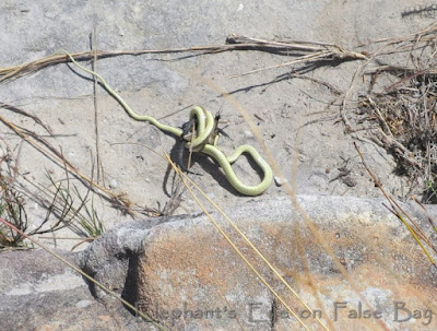 Tail-biting defence of the Black Girdled Lizard