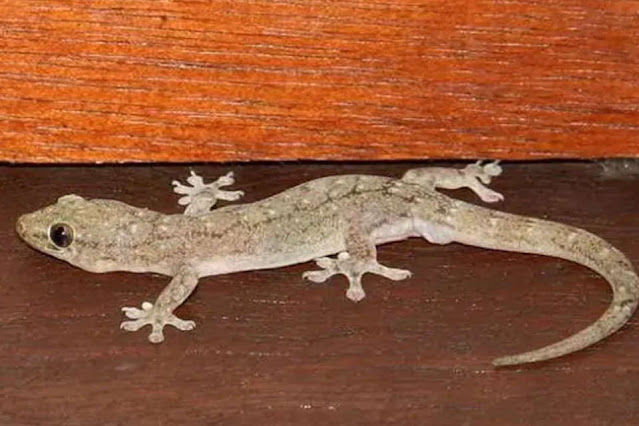 Lizard-