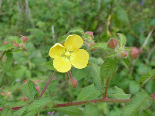 Ludwigia jussiaeoides - Ludwigie fausse-jussie