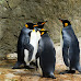 Love on the Rocks: Adorable Adélie Penguin Proposals Revealed