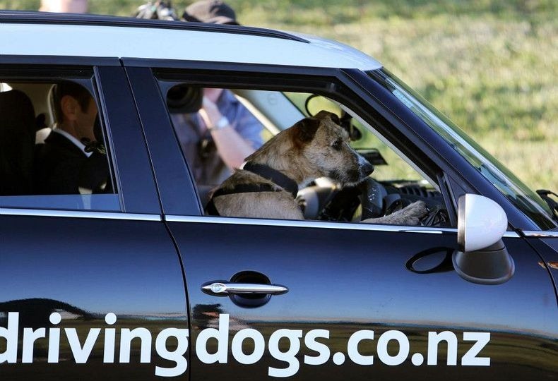 driving-dogs-6 driving-dogs-6