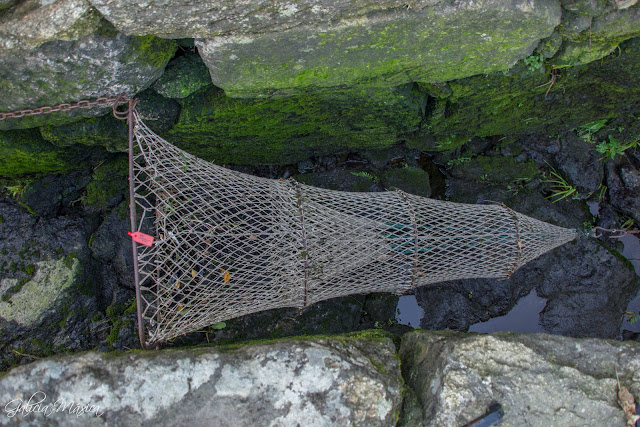 Vitirón: Red de pesca para la lamprea