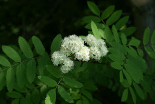 Sorbier des oiseleurs - Sorbier des oiseaux - Sorbus aucuparia