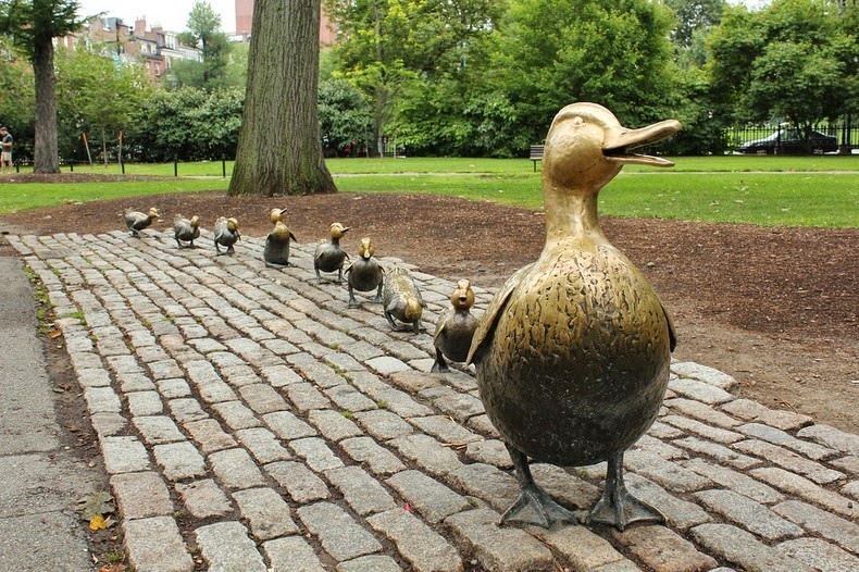 ducklings-boston-1 ducklings-boston-1