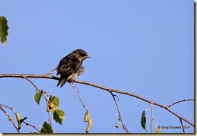 DSC_6454-001