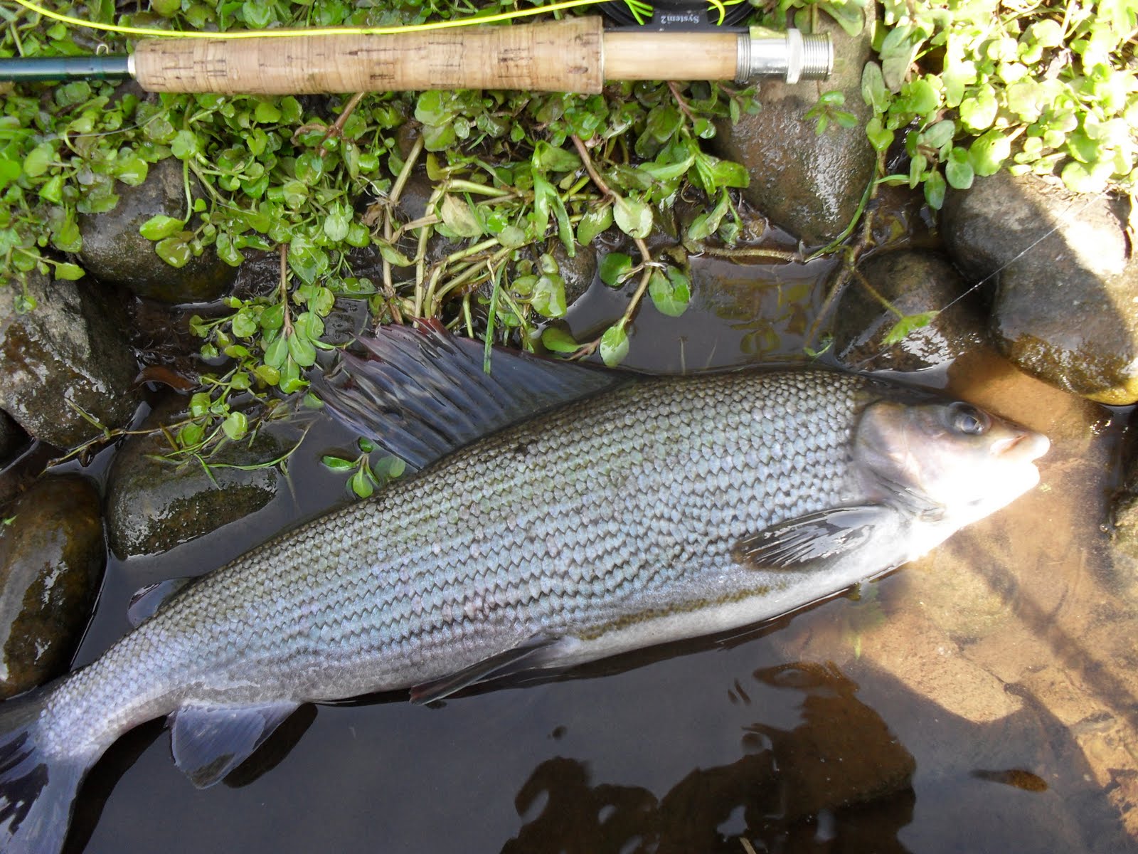 Cumbrian Angler