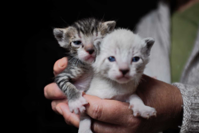 Gatos recién nacidos