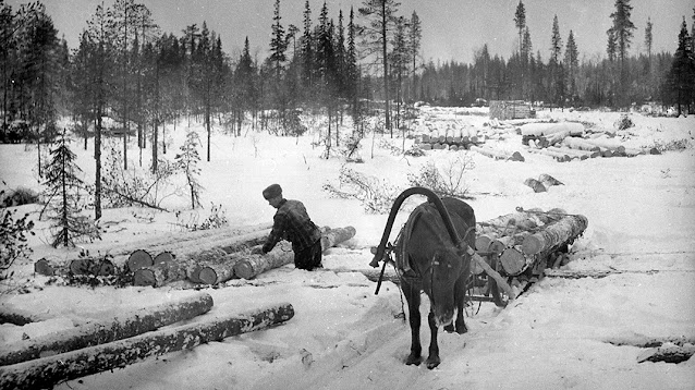 Metsätöitä hevosen kanssa 50-luvulla