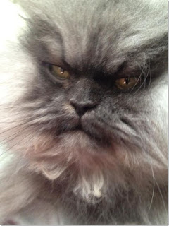 Colonel Meow, Kucing Seram Memiliki Banyak Fans [ www.BlogApaAja.com ]