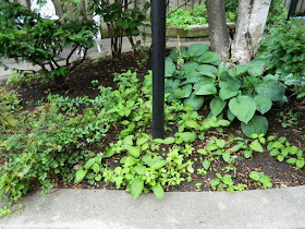 By Paul Jung Gardening Services--a Toronto Gardening Company Garden District Toronto Downtown Cleanup Before