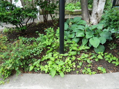 By Paul Jung Gardening Services--a Toronto Gardening Company Garden District Toronto Downtown Cleanup Before