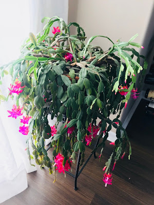 Photo of a large Christmas Cactus