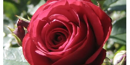 Halla el ANIMAL Camuflado en esta rosa ─ ¿Logrado?