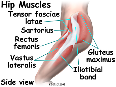 Tom's Physiotherapy Blog: Importance of the hip joint in ...