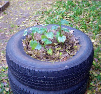 Okra in tires container