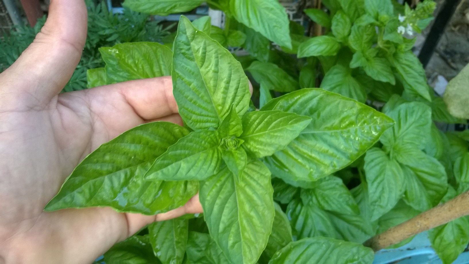 you can enjoy the aroma of basil by running your hands over the small leaves.