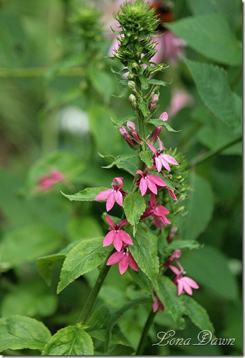 Lobelia_MonetMoment2