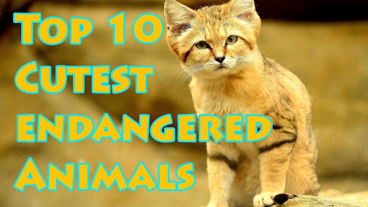 Top 10 Endangered Species In The World