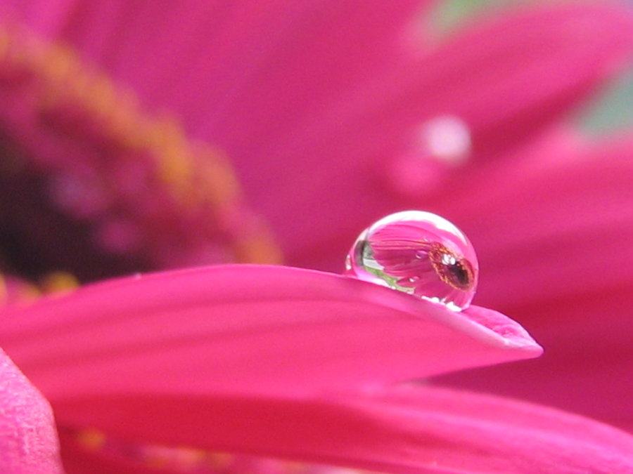 Hot Pink Flower Background