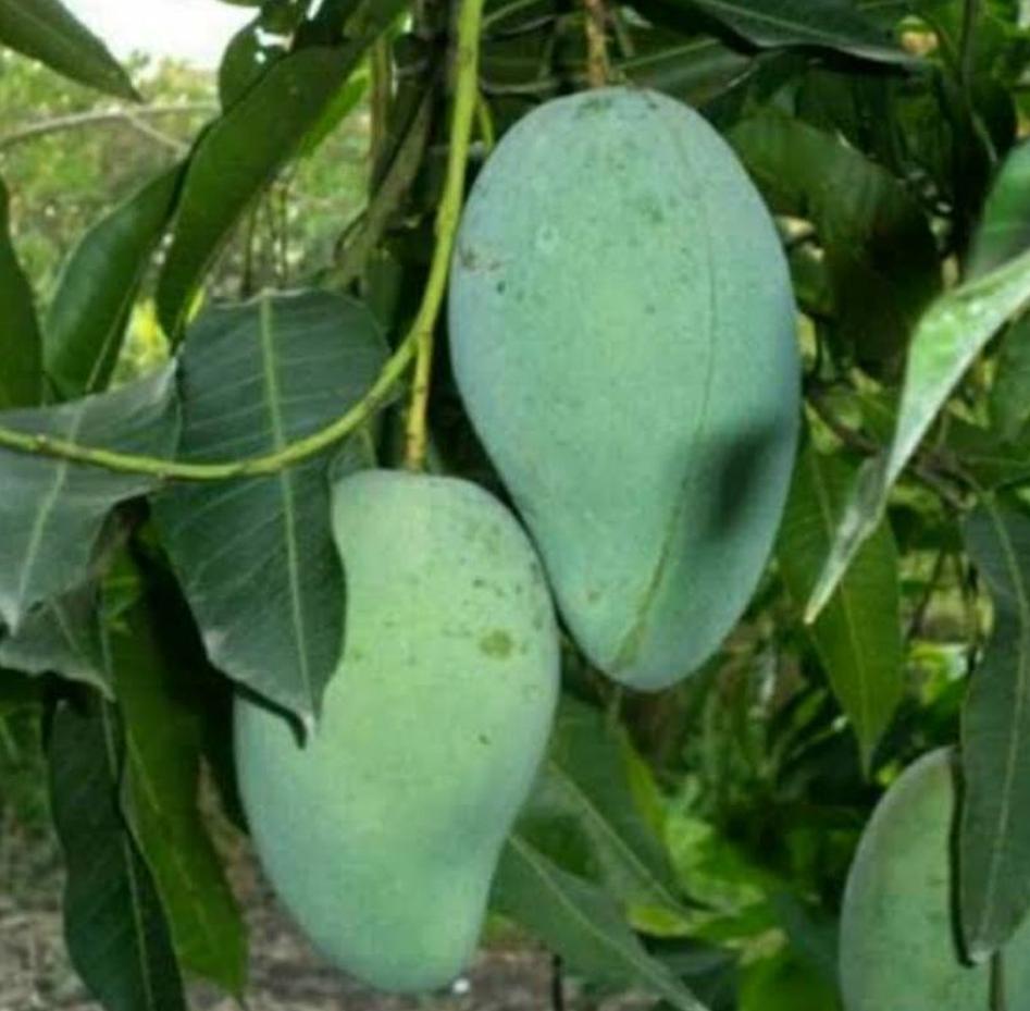 jual bibit buah mangga gadung hasil okulasi banyak pilihan Jawa Timur