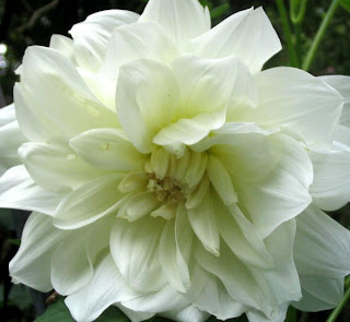 Dahlia Flower, White Dahlia, Red Dahlia