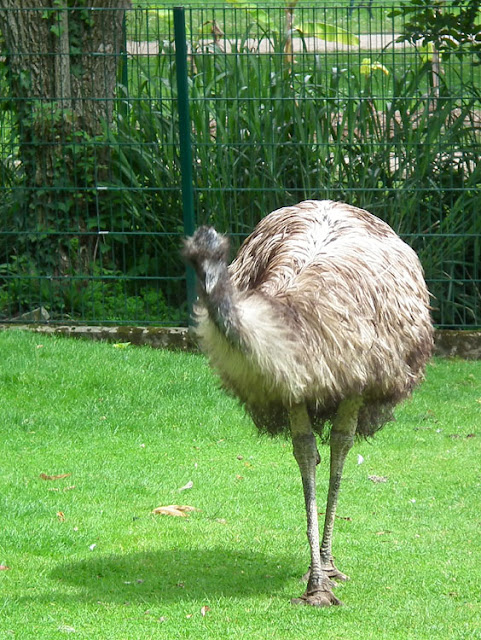 Emu in the botanic gardens in Tours.  Indre et Loire, France. Photographed by Susan Walter. Tour the Loire Valley with a classic car and a private guide.