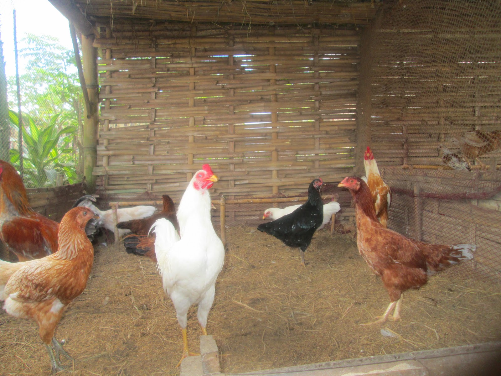 Itik Banyuwangi Memelihara ayam kampung petelor itu 