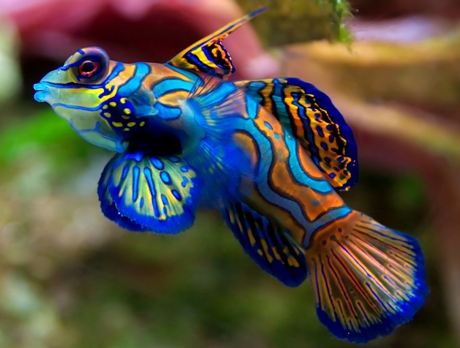 12 Mysterious But Beautiful Creatures You've Probably Never Seen - MANDARIN FISH