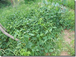 blackeyed peas