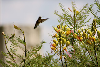 mexican bird paradise