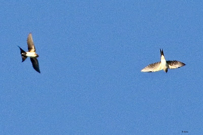 "Barn Swallow - Hirundo rustica,winter visitor, flting overhead the All India Radio tower."