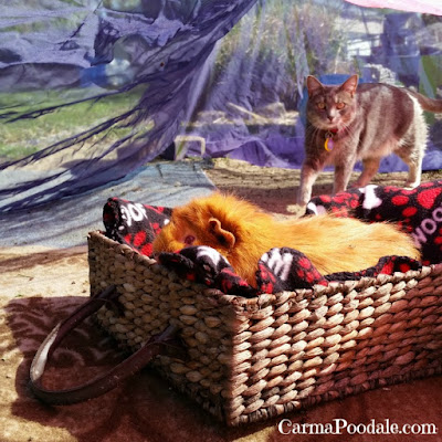 Cat and guinea pig in gazebo