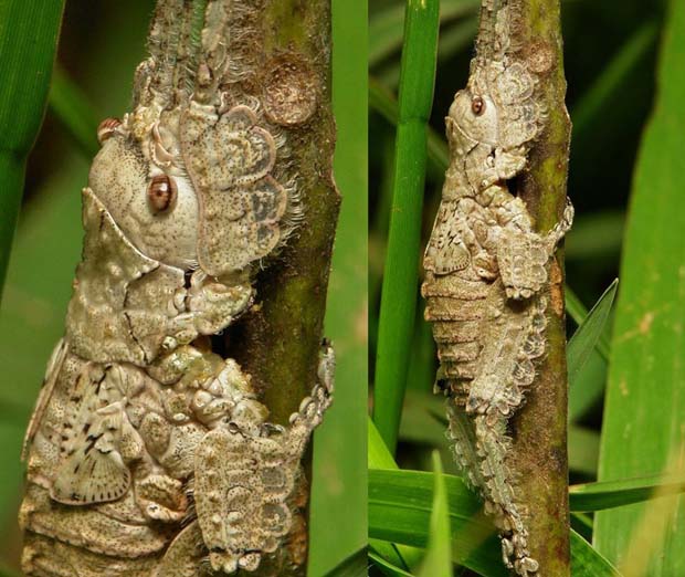 Katydid Nymph (Pseudophyllinae, Cymatomerini, Olcinia) - 28 Awe Inspiring Photos That Prove Just How Cool Mother Nature Is