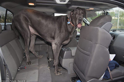 7ft long Blue Great Dane, the word's biggest dog Seen On www.coolpicturegallery.net