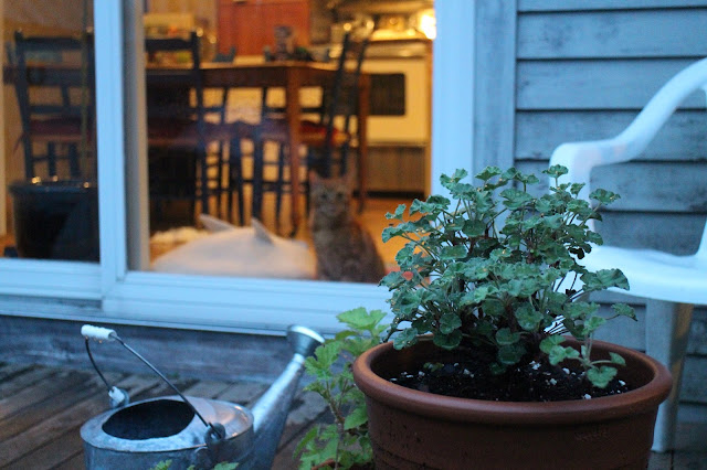 maine garden after rainstorm, twilight, fog, little cat, orange cat, looking into house at night