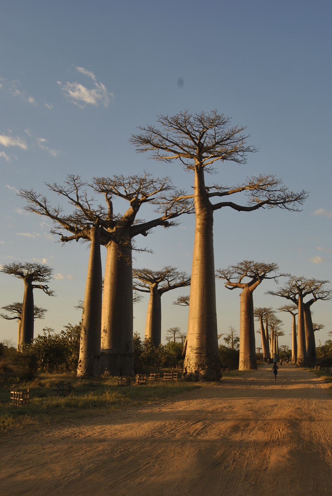 AIM NEWS Madagascar Alberi di baobab  a rischio governo 